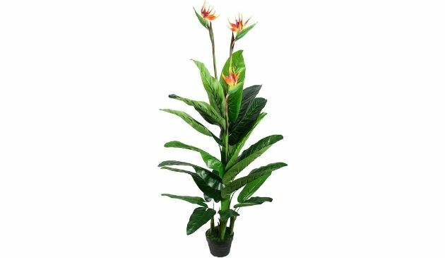 FloralStem bird of paradise plant