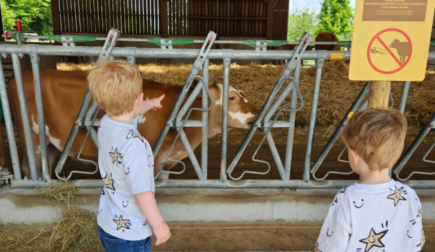 Cows at BelleVie Farm VNP