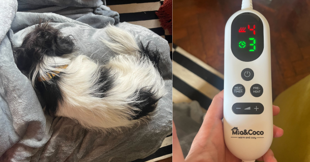 a dog on the Mia and Coco heated blanket and its control panel