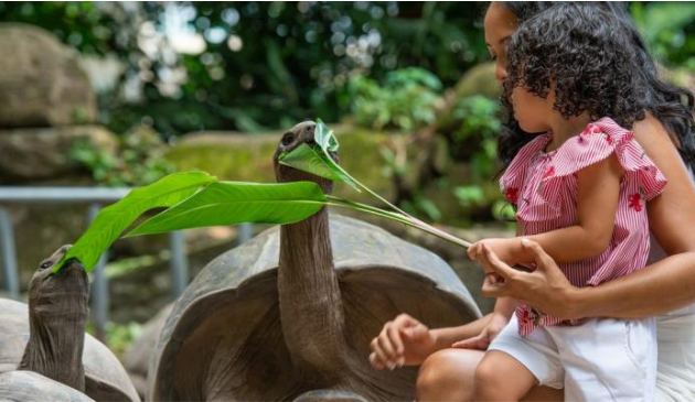 a little girl feeding a big tortoise a leaf