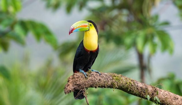 Alajuela Province, Boca Tapada, Costa Rica