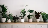 Best artificial plants