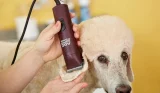 poodle having hair trimmed with dog clippers