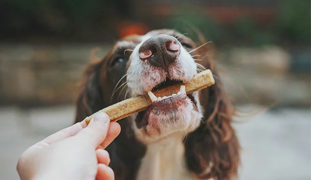 Dog eating treat