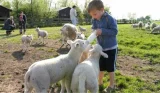 Best UK farm holidays