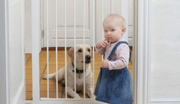 Toddler standing in front of gate with a dog sitting behind it
