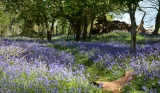 Bluebells in Roydon Woods nature reserve, Brockenhurst