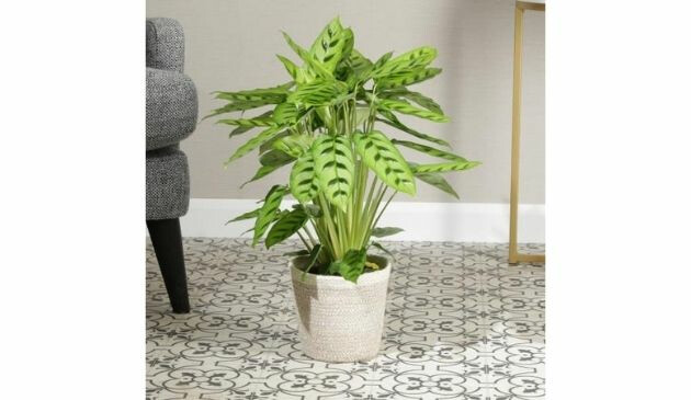 calathea plant