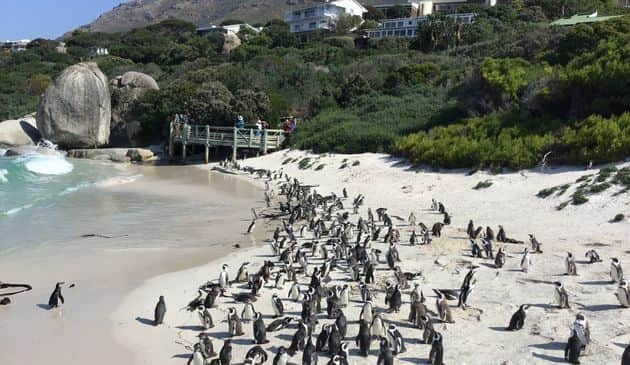A beach with mountains in the backdrop and penguin colonies on the coast