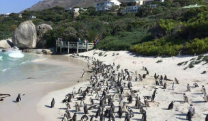A beach with mountains in the backdrop and penguin colonies on the coast