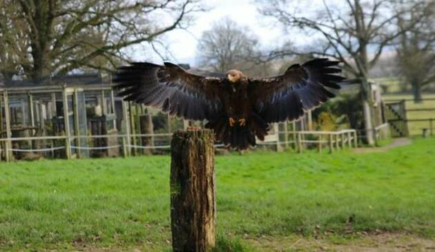 cotswold falconry