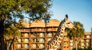 Disney's Animal Kingdom Lodge