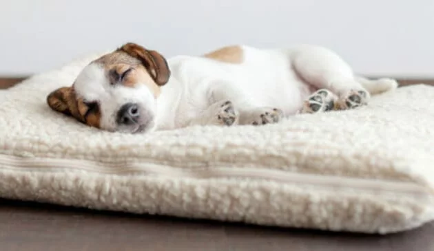 Dog sleeping on dog bed