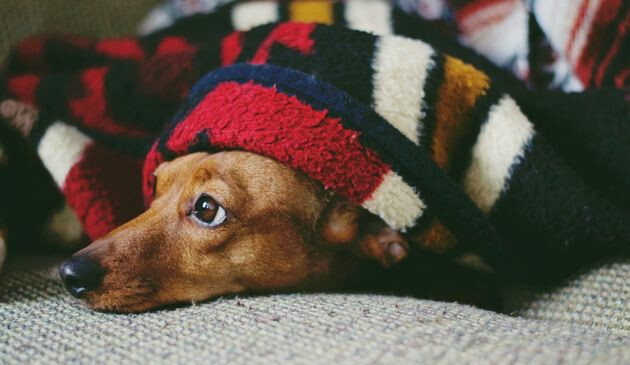 Dog under blanket