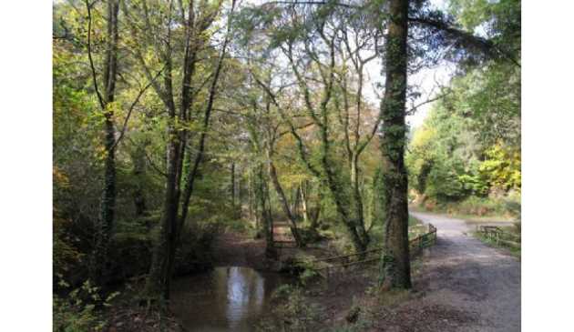 a bridge in woodland
