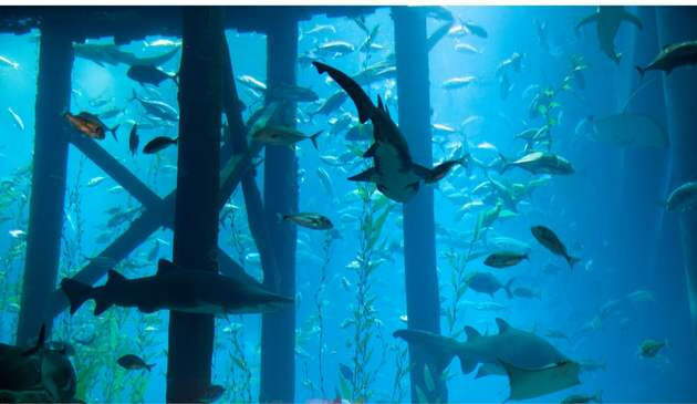 Dubai Aquarium
