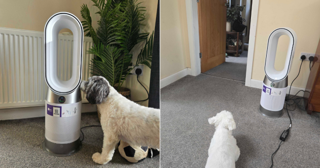 Dogs stand by the Dyson Purifier Hot+Cool HP1