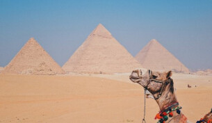 A camel sitting parallel to the three pyramids of Giza