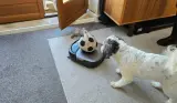 A dog chases its ball atop the eufy robot vacuum