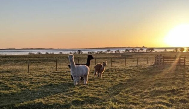 Fenham Farm UK farm stay