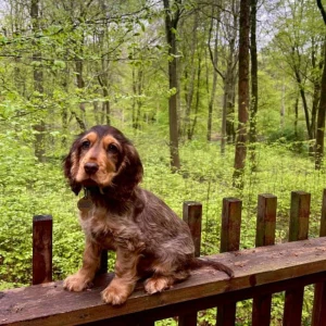 A dog on a balcony at Forest Holidays Blackwood Forest