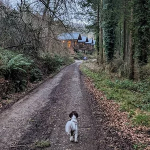 A dog at Forest Holidays Deerpark in Cornwall