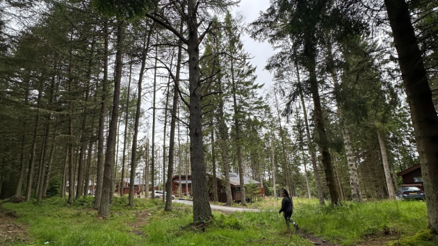 Woodland at Glentress Forest in Scotland
