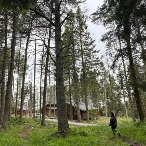 Woodland at Glentress Forest in Scotland