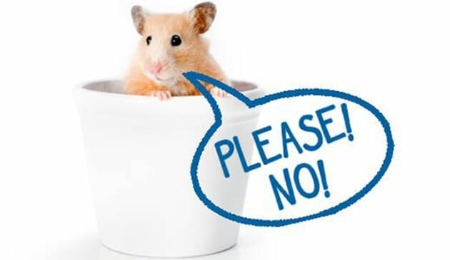 Hamster in a bowl