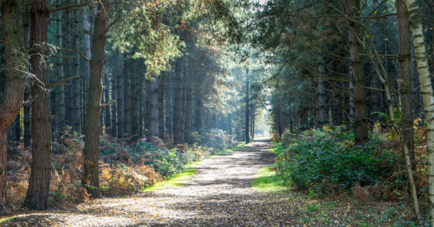 High Lodge Heritage Trail