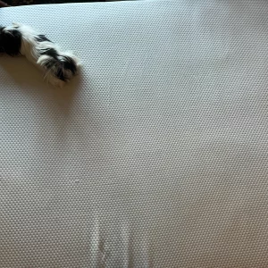 A dog sits atop the Emma Hybrid Thermosync mattress