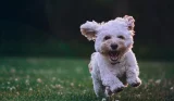 White fluffy cockapoo running on grass