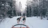 Husky sled ride through snowy Lapland forest