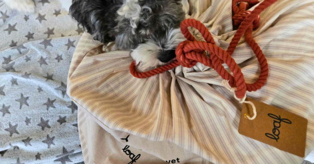 A dog sniffs the packaging of the Loaf Easy Kip duvet
