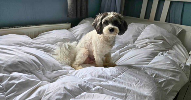 A picture of a Cavapoo atop the Loaf Easy Kip duvet during testing