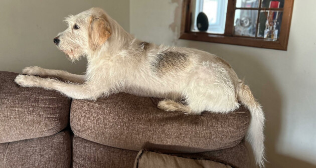 Lola the rescue dog