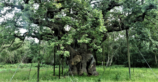 Major Oak Trail