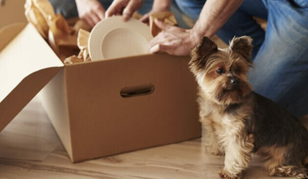 Dog and moving box