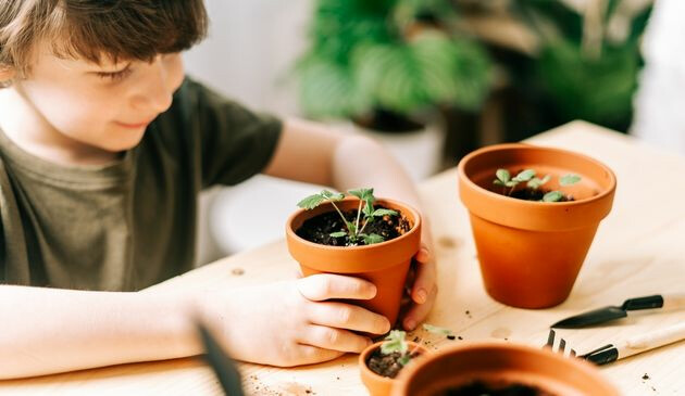 grow your own vegetables
