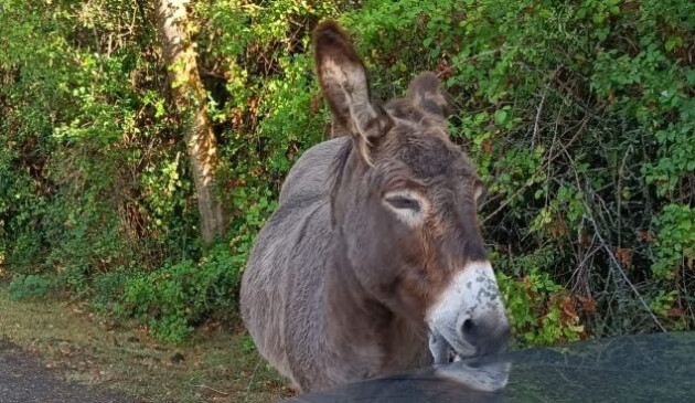 A donkey on the New Forest