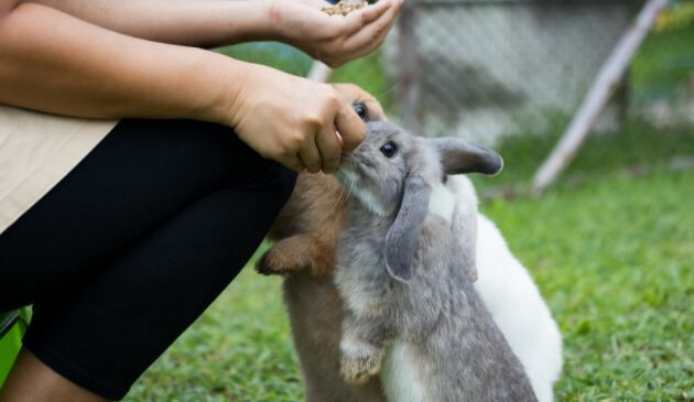 Woman feeding rabbits