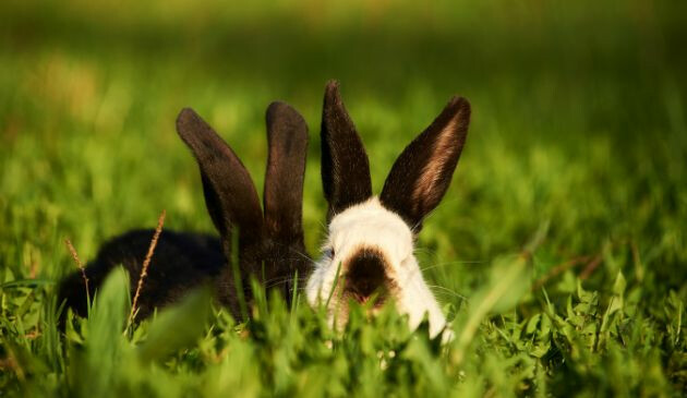 Rabbits in garden