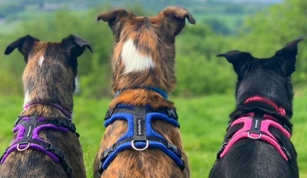 Three dogs wearing harnesses, sitting facing away from the camera