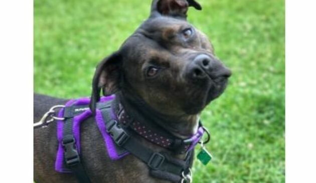 Perfect Fit dog harness