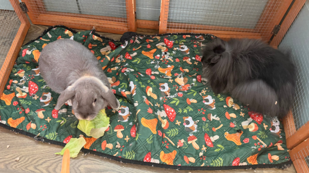 Rabbits at The Ickworth