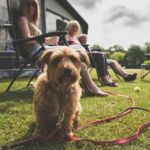 Red Shoot campsite dog