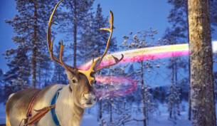 Reindeer and northern lights in Finnish Lapland