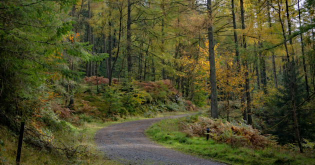 Ridding Wood Trail
