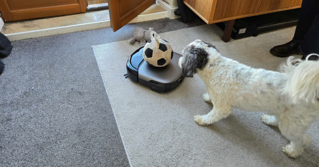 A dog chases its ball on top of a eufy robot vacuum