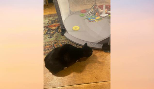 Cat next to Safetots Deluxe Fabric Playpen